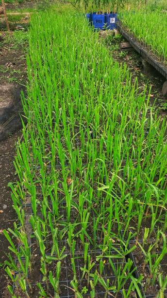 istock sugarcane nursery with single but planting system 1410568473
