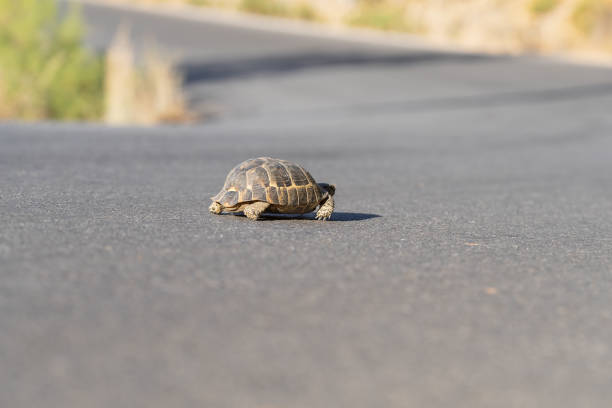 istock A turtle moves along an asphalt country road. 1410570757