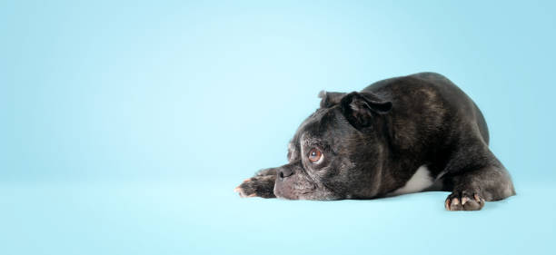 istock Black dog lying in front of blue background. 1410572733