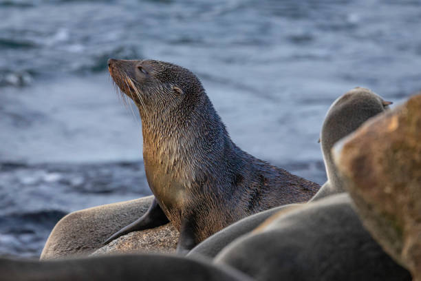 istock Australian Fur Seal, Narooma, NSW, June 2022 1410573154