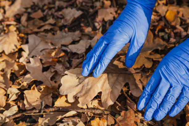 istock Hands in rubber gloves raise oak leaf close up 1410573829