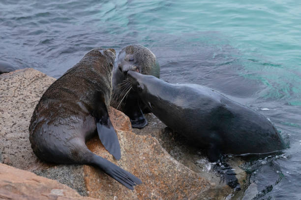istock Australian Fur Seal, Narooma, NSW, June 2022 1410574006
