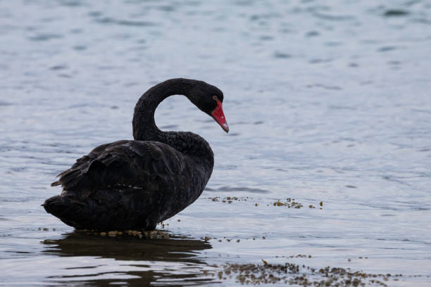 istock Black Swan, Narooma, NSW, June 2022 1410575084