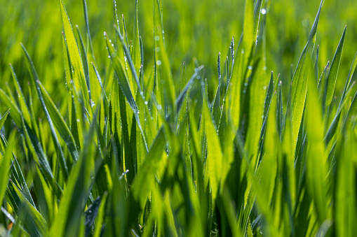 agricultural fields with a large number of young green cereal wheat as grass, cereal cultivation in eastern European territory, dew drops on plants