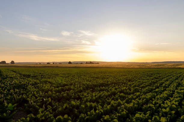 istock Sunset on an agricultural field in the summer 1410577459
