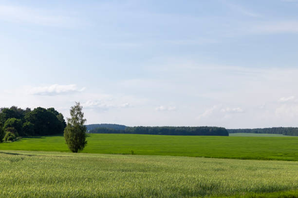 istock A field with unripe wheat in the summer season 1410577502