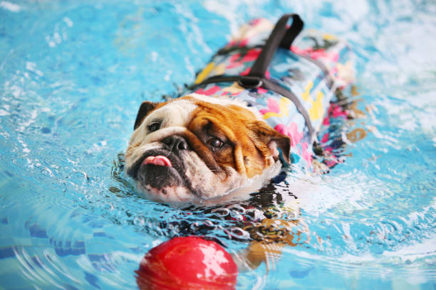 bulldog inglese che indossa il giubbotto di salvataggio e gioca con il giocattolo in piscina. nuoto del cane. - english bulldog foto e immagini stock