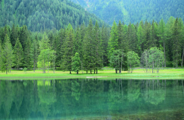 istock Green forest along mountain lake 1410579845