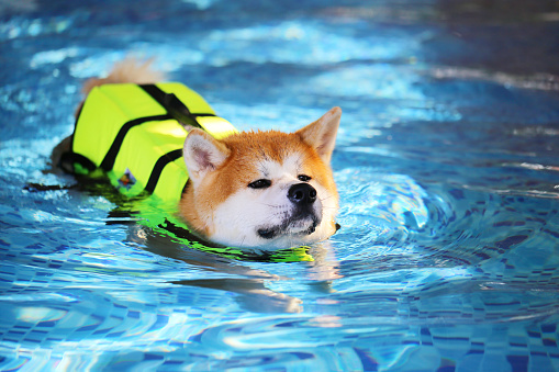 Akita Inu wearing life jacket and swimming in the pool. Dog swimming. Japanese dog.