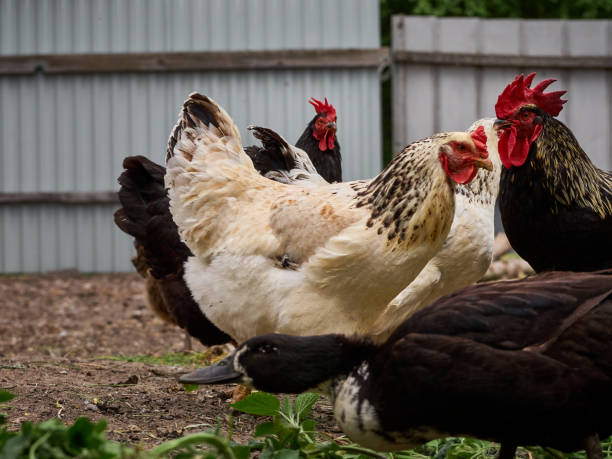 istock Chickens on a traditional farm. 1410580850
