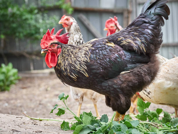 istock Chickens on a traditional farm. 1410580987