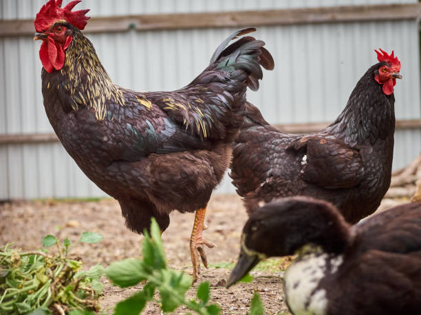 istock Chickens on a traditional farm. 1410580990