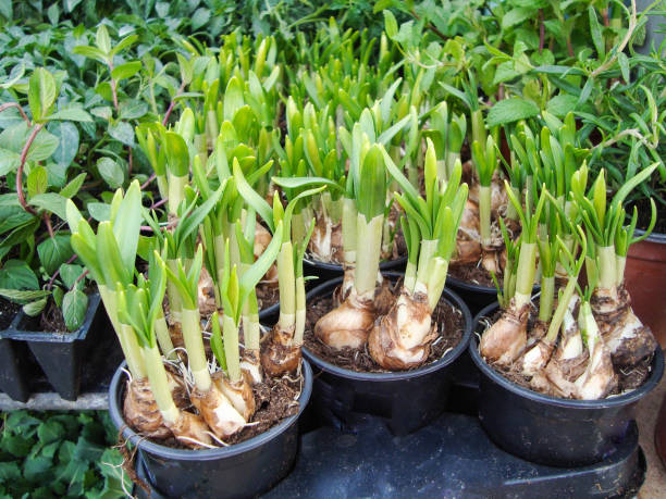 istock green home plants in flower pots 1410581724