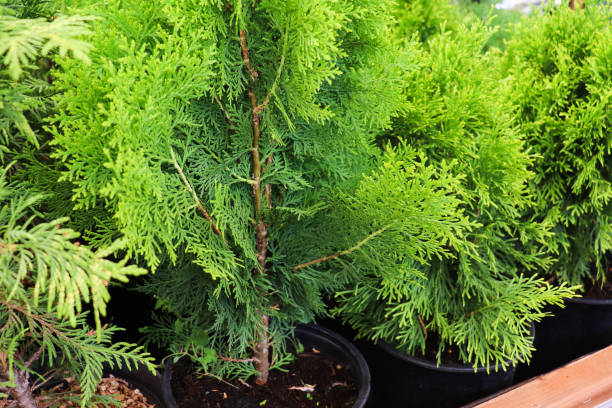 istock green home plants in flower pots 1410581748