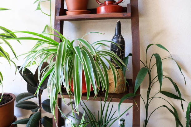 istock green home plants in flower pots 1410581811
