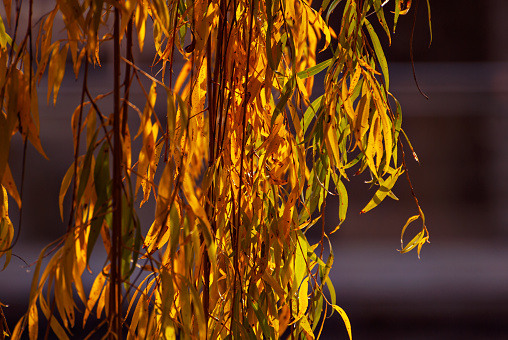 Leaves on a tree branch. Yellow, red and orange leaves glow in the sun. Autumn sunny day.