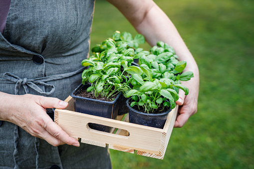 Basil herb seedling. Woman holding wooden crate with herbs ready for planting in garden