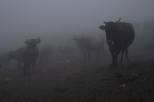 Mystery gloom spooky landscape with cows herd walking in white haze in overcast.
