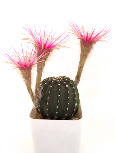 istock cactus in flowerpot isolated on white background 1410584008