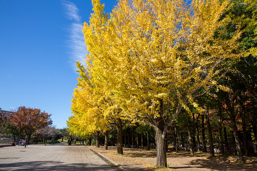 Tokyo, Japan - November 20, 2019 : Leaves of ginkgo trees turn yellow at Hikarigaoka Park in Nerima, Tokyo, Japan.