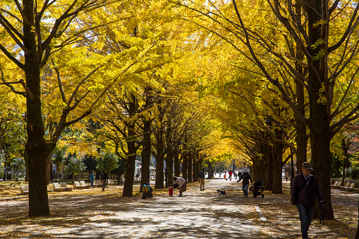 Tokyo, Japan - November 20, 2019 : Leaves of ginkgo trees turn yellow at Hikarigaoka Park in Nerima, Tokyo, Japan.