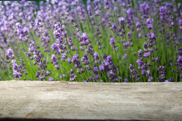 istock Fresh lavender over wooden Summer background. 1410585280