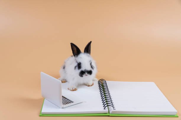 istock Adorable baby rabbit bunny black and white looking on book while sitting over isolated pastel background. Rabbit furry bunny study information online with small pc.Animal education technology concept. 1410585283