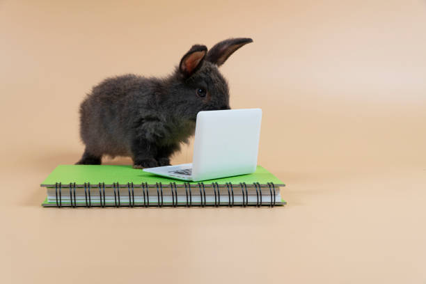 istock Adorable furry baby rabbit black bunny looking at something with laptop on book while standing over isolated pastel background. Newborn bunny study information online with small pc. Animal education. 1410585285