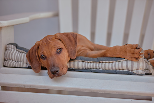 Cute lazy dog relaxing on a bolster on a chair outside a house or home. Portrait of an adorable brown pet lying down on a boring afternoon. Cuddly and gentle domestic animal having a rest