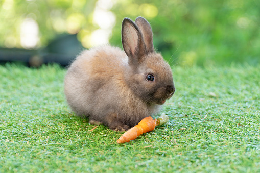 Adorable baby rabbit bunny eating fresh orange carrot sitting on green grass meadow over nature background. Furry rabbit brown, black bunny feeding organic carrot in spring time. Easter animal concept