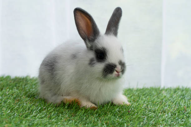 istock Fluffy infant rabbit bunny sitting green grass in spring summer background. Lovely infant dwarf bunny black white rabbit playful on lawn with white background. Cute easter animal furry pet concept. 1410585482