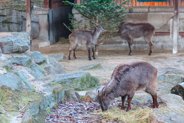 istock farm yard with goats 1410586075