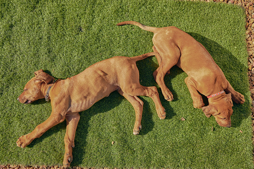 Two dogs lying on artificial grass in a backyard garden from above. Tired brown ridgeback puppies taking a nap in the sun on green lawn. Adorable purebred canines sleeping for development and energy
