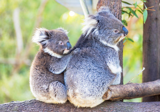 istock two koalas looking to the side sitting on a tree. side view 1410586576