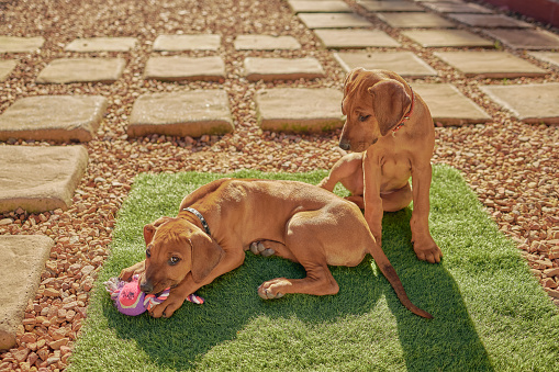 Lindos y adorables cachorros de Ridgeback jugando con un juguete al aire libre en un patio de una casa o casa. Dos jóvenes perros o mascotas juguetonas y juguetonas que se relajan al sol en una tarde de verano photo