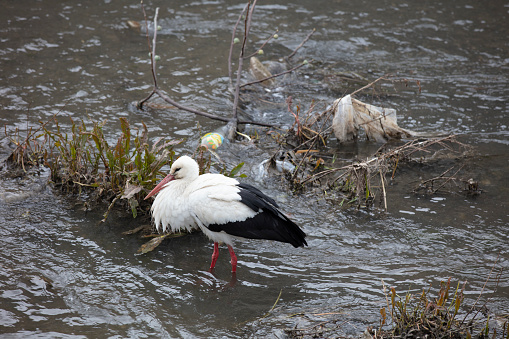 image of stork and creek in plastic garbage