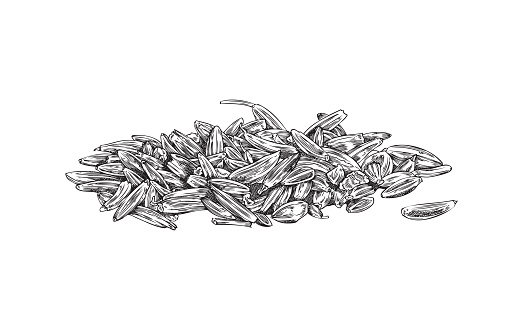 Heap of cumin or caraway spice dry seeds hand drawn sketch or engraved vector illustration isolated on white background. Cumin or jeera, zira food spice.