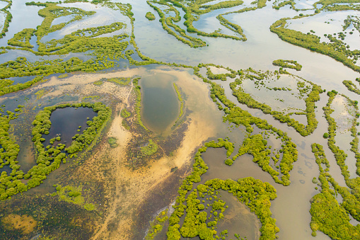 Aerial drone of mangrove forest in wetland. Sri Lanka.