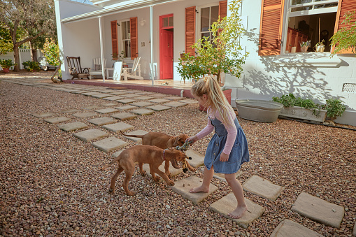 Girl playing with dogs outside beautiful modern home with gravel yard on a sunny day in summer. Cute little child having fun with two puppies near a colorful vintage dutch house with wooden shutters