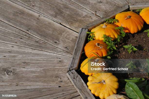 Yellow Orange Flat Corrugated Pumpkins Decoratively Draped In A Flowerbed Next To A Walking Floor Covered With Wooden Planks Stock Photo - Download Image Now