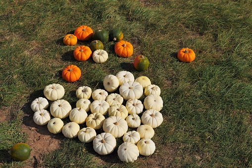 A meadow lies an assortment of pumpkins, the white ones are draped to form a heart, the other colored ones in orange and green are lying around on the grass.