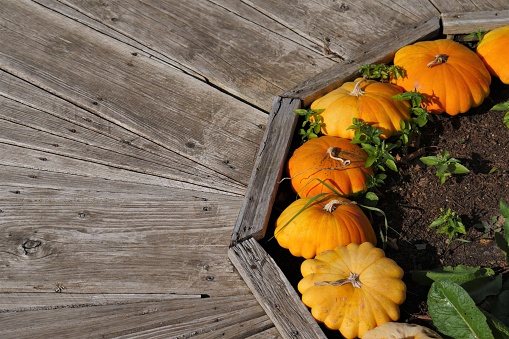 Yellow orange flat corrugated pumpkins decoratively draped in a flowerbed next to a walking floor covered with wooden planks