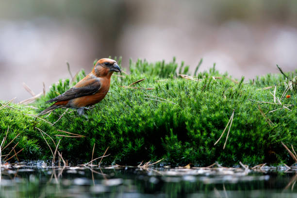 istock Red crossbill  in the Netherlands 1410592355