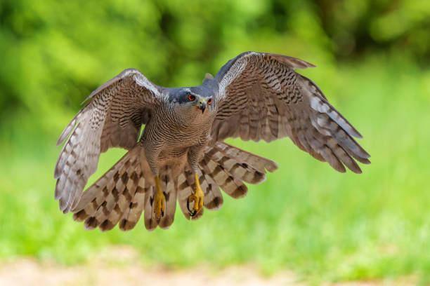 istock Northern goshawk flying in the forest 1410592424
