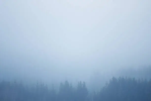 Photo of spruce wood forest silhouette surrounded by white fog