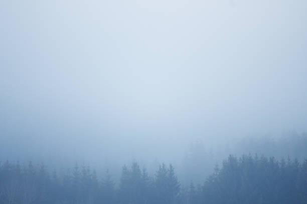 spruce wood forest silhouette surrounded by white fog - black forest forest sky blue imagens e fotografias de stock