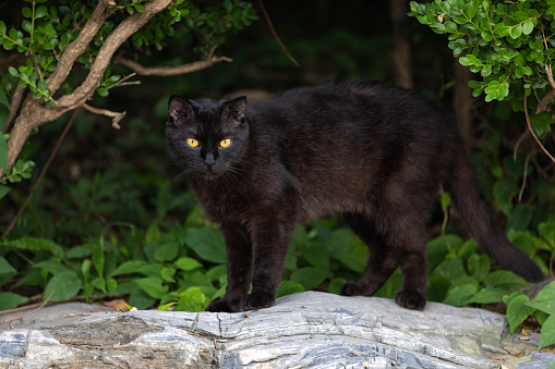 Black kitten standing on hind legs, reaching, pawing up, 2 months old, isolated on white