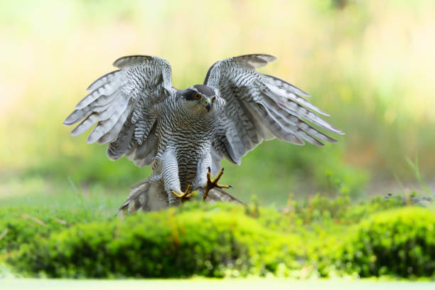 istock Northern goshawk flying in the forest 1410592480