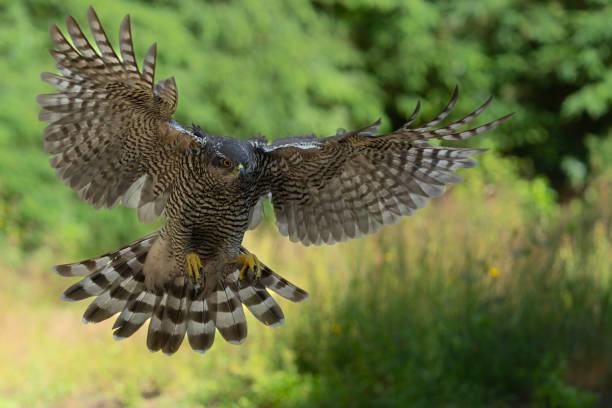 istock Northern goshawk flying in the forest 1410592481