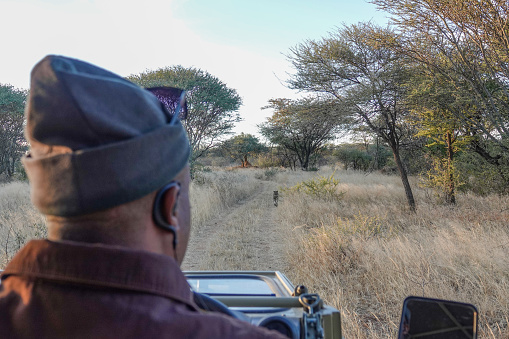 Guide looking at a leopard near Omboroko Mountains at Otjozondjupa Region, Namibia
